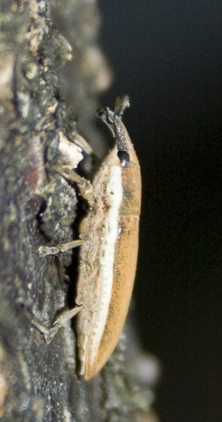 Lixus sp?